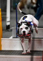 FlyBall_Wizard_of_Oz_Baytown_11-2-24_014