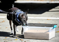 AKC_Nosework_Banff_1-19-25_Burried_016