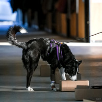 UKC_Nosework_SIRE_3-16-25_Containers_020