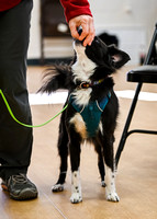 AKC_Nosework_Banff_1-19-25_Interior_24