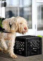 Scentwork_Leonberger_MCRBTC_4-5-25_Exterior_022