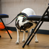 AKC_Nosework_Banff_1-19-25_Interior_18